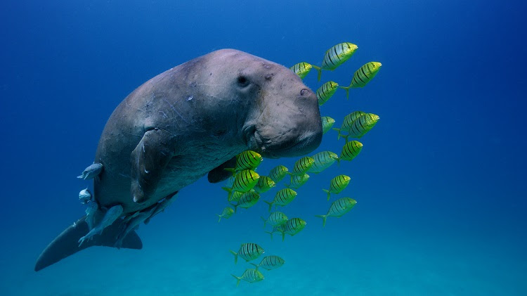Discover the Secrets of the Sea at One Planet – Zestee